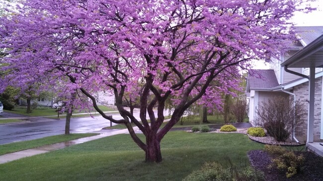 Photo - 3101 Dorchester Way