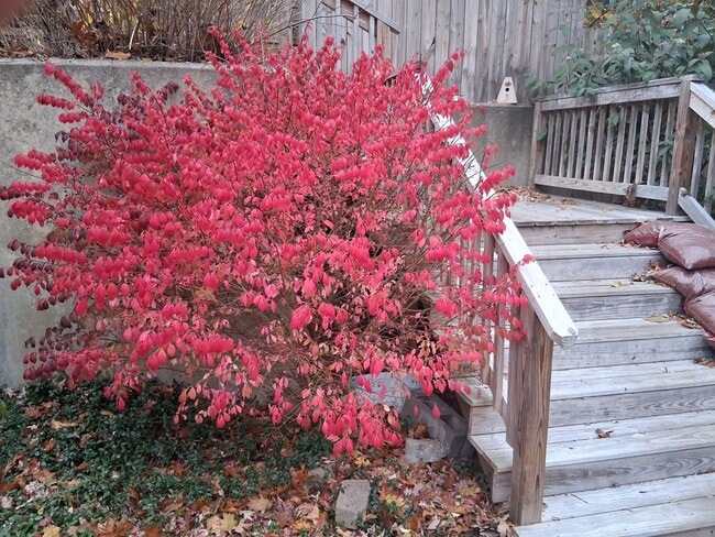 Photo - 775 Knotty Oak Rd