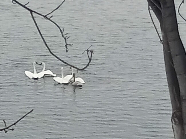 Photo - 315 Park Lake Blvd Unit 306