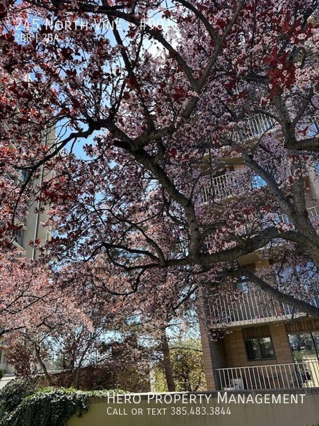 Photo - 245 North Vine-#901 Unit #901