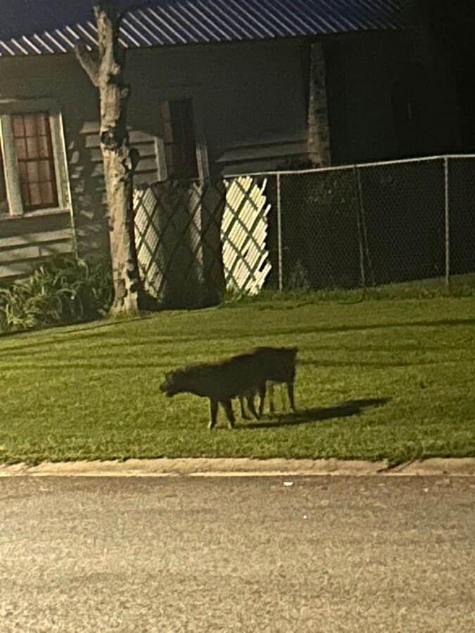 Photo - 135 Persimmon St