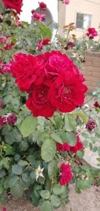 Photo - Casa Del Rio