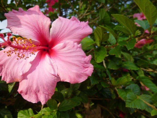 Photo - Hibiscus Condo