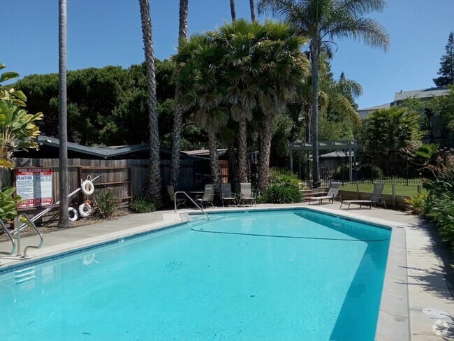 Pool Area - Palm Trees - Summit Apartments