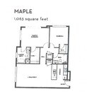 Maple