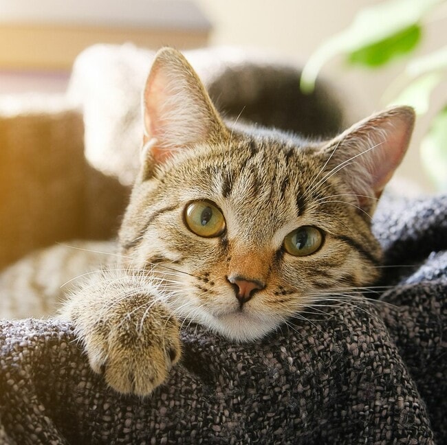 Cat Friendly