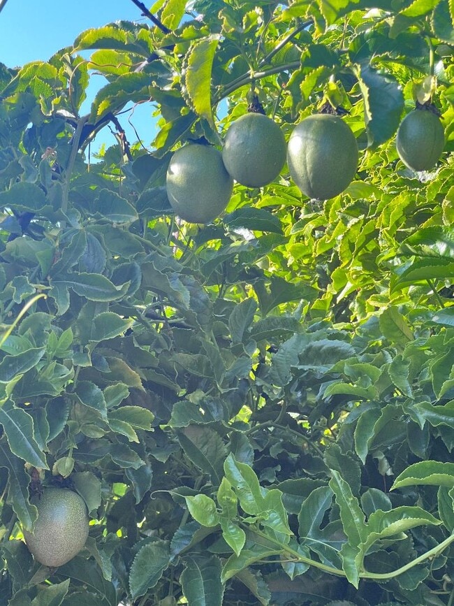 Photo - 1874 Villa St