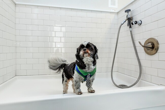 Resident Paw Spa