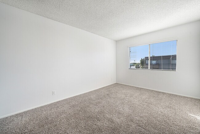 Photo - Hollywood Sycamore