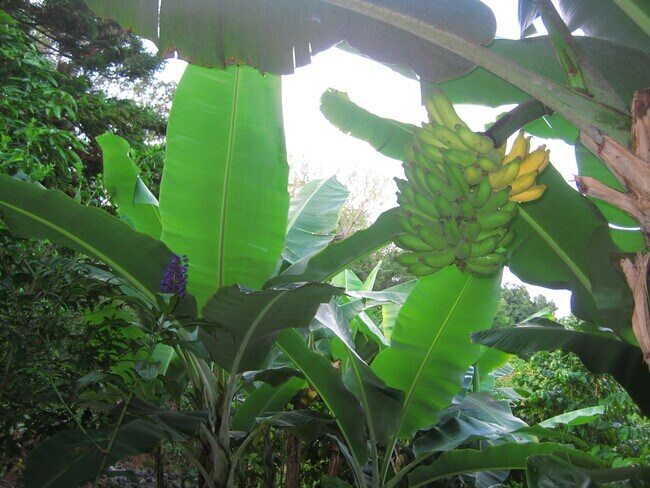 Photo - 87-2439 Mamalahoa Hwy Unit B