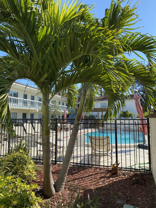 Lovely tropical setting - 300 Monroe Ave Condo Unit 11