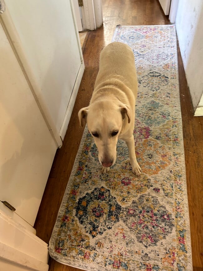 Gracie - 3463 Page St