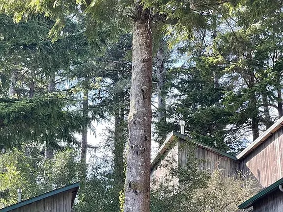 Photo - House in the Trees