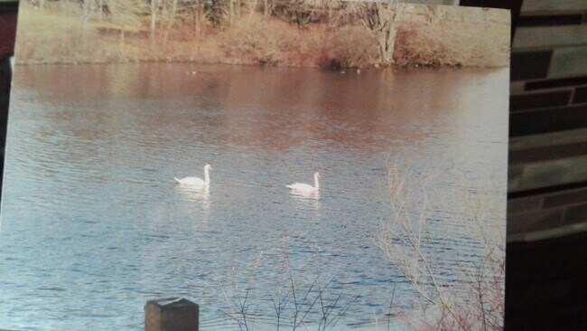 pond view behind this unit - 410 Salem St