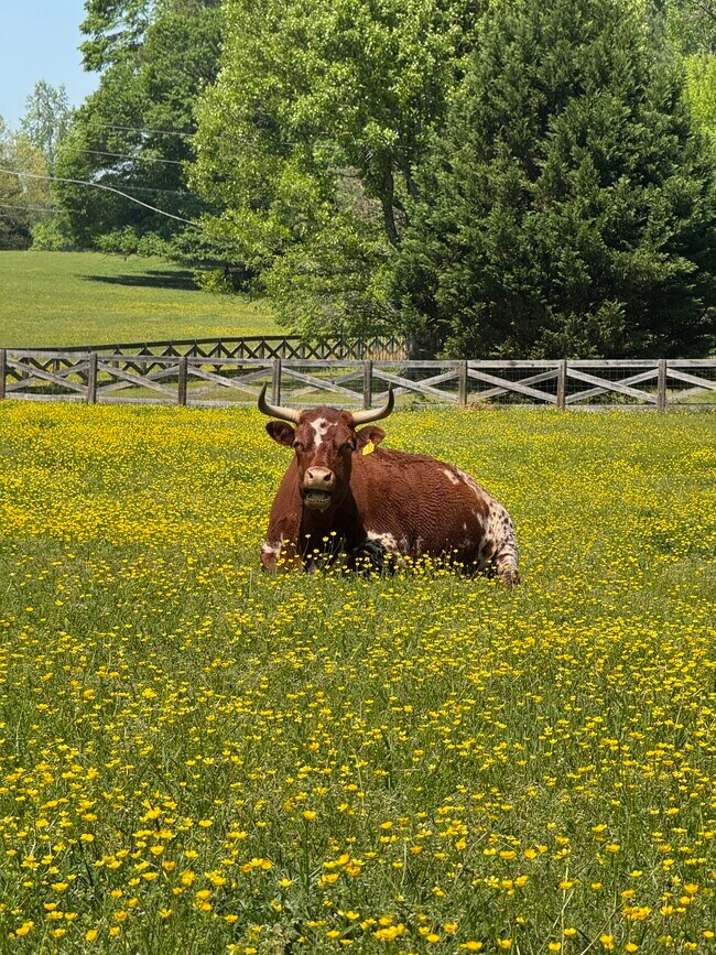 Beautiful pasture and farm animals - 729 Highway 314