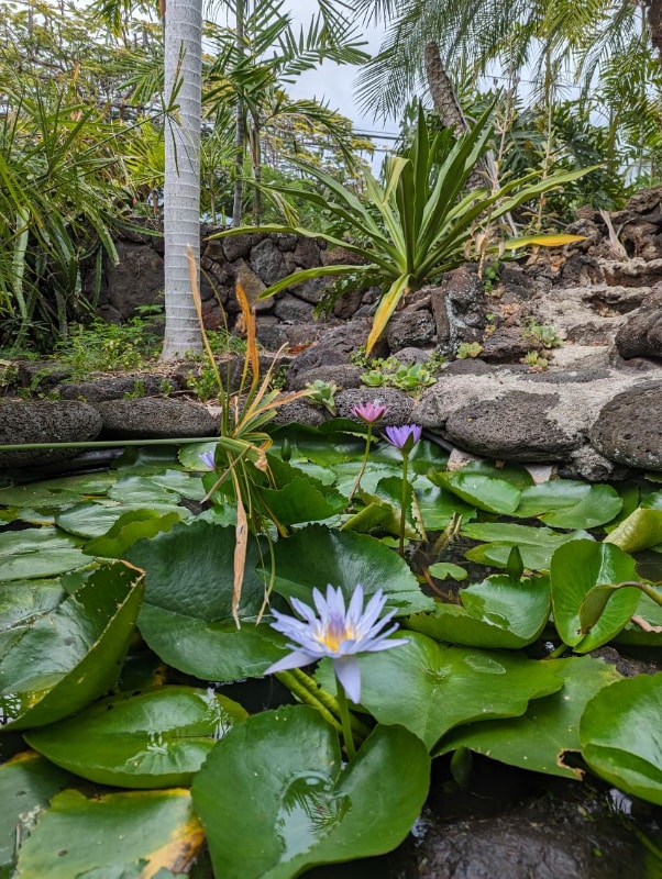 Photo - 75-228-228 Aloha Kona Dr Unit Hale Ola Kona 5 Crab