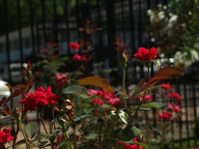 Photo - Hidden Oak Apartments