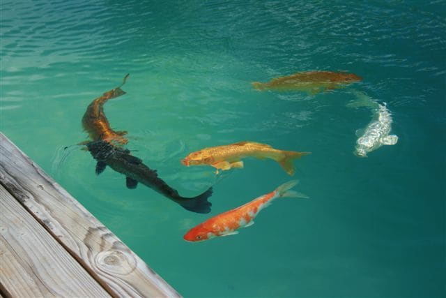 Photo - 11 N Honokala Rd