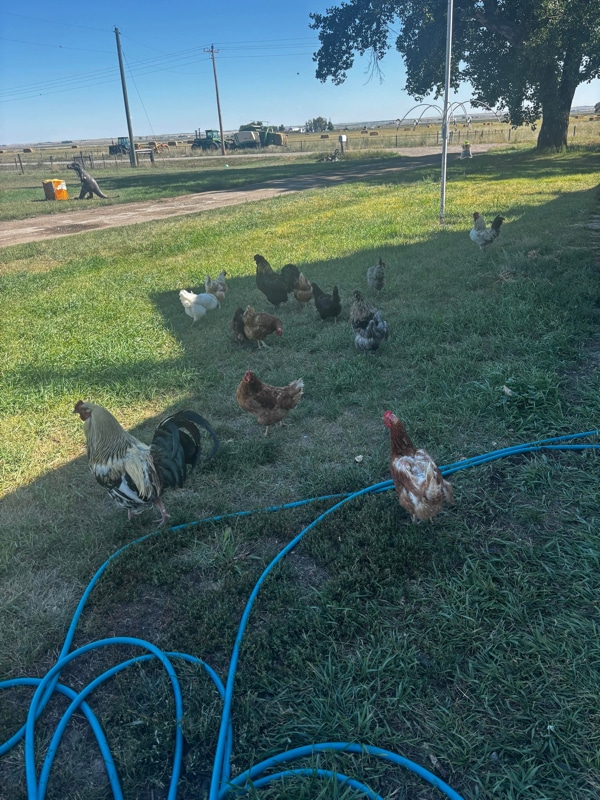 Photo - 390 Little Rd