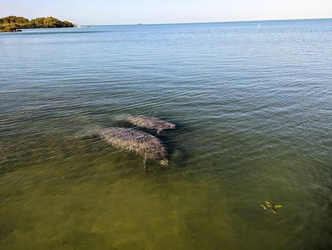 Photo - sunset hammock