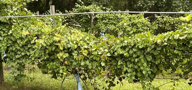 scrumptious and sweet muscadine grapres - 8813 US-64