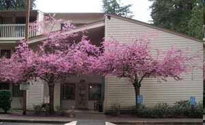 Hollyfield Village