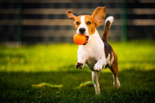 Town Village South Pet Friendly - Town Village South Apartments