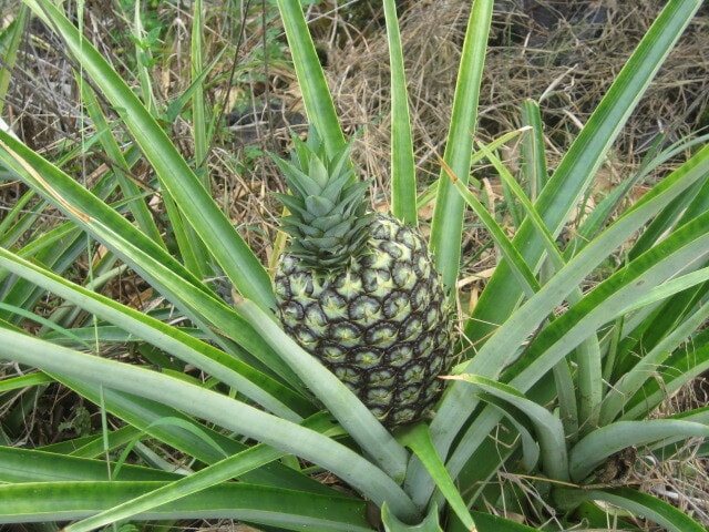 Photo - 87-2439 Mamalahoa Hwy Unit B