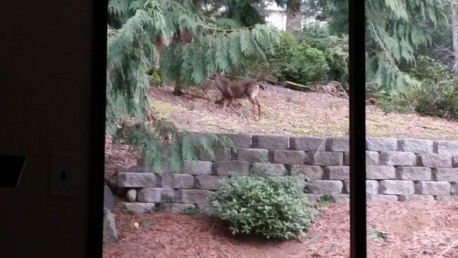 Photo - 1515 207th Pl NE