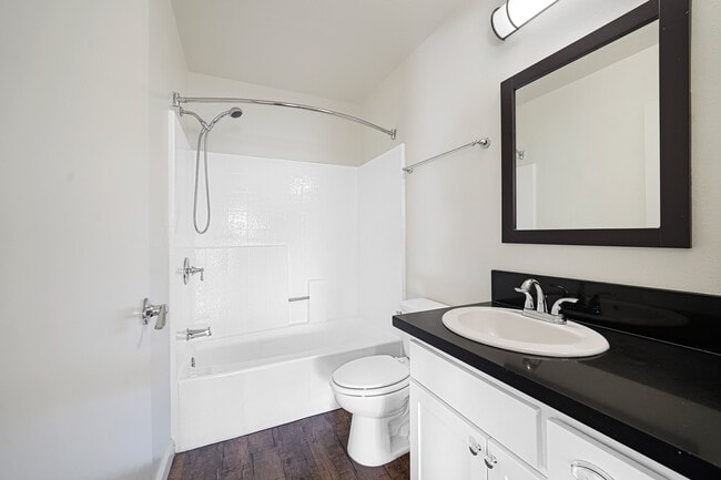 Photo - Hollywood Sycamore