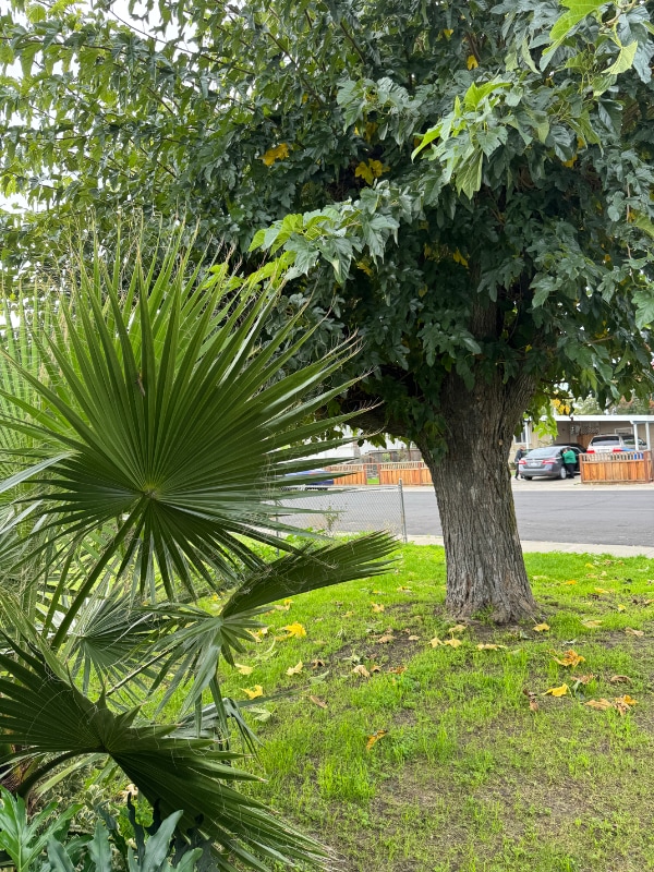 Photo - 426 Cowell Ave