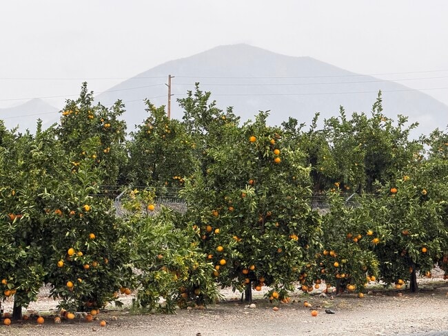 Photo - 1720 San Bernardino Ave