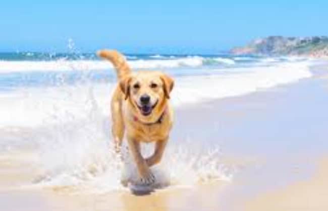 Building Photo - Pet Friendly, St. Johns Beach Walk Townhouse, Amazing Amenities