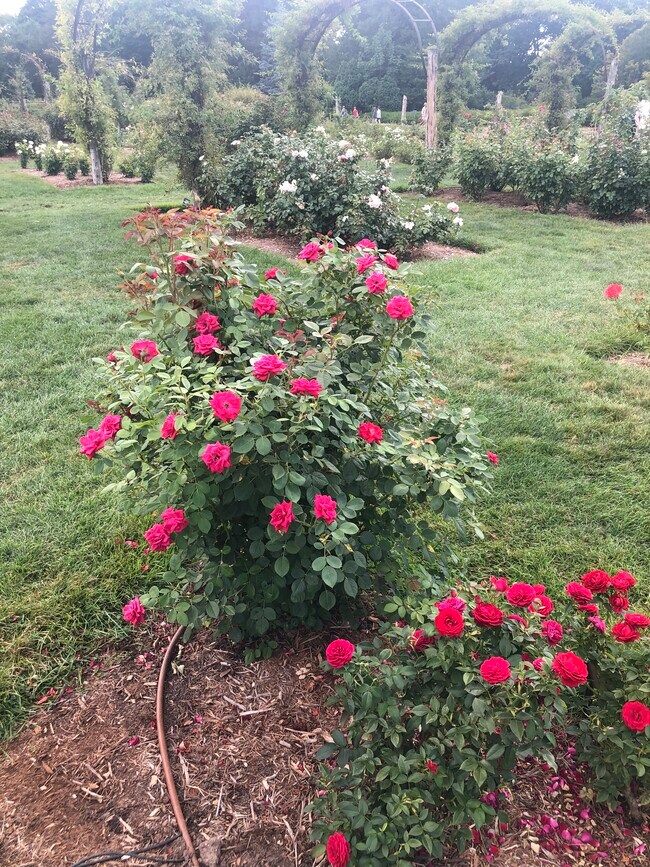 Photo - 1144 Boulevard