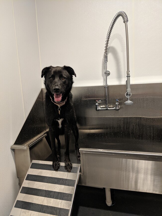Pet Wash