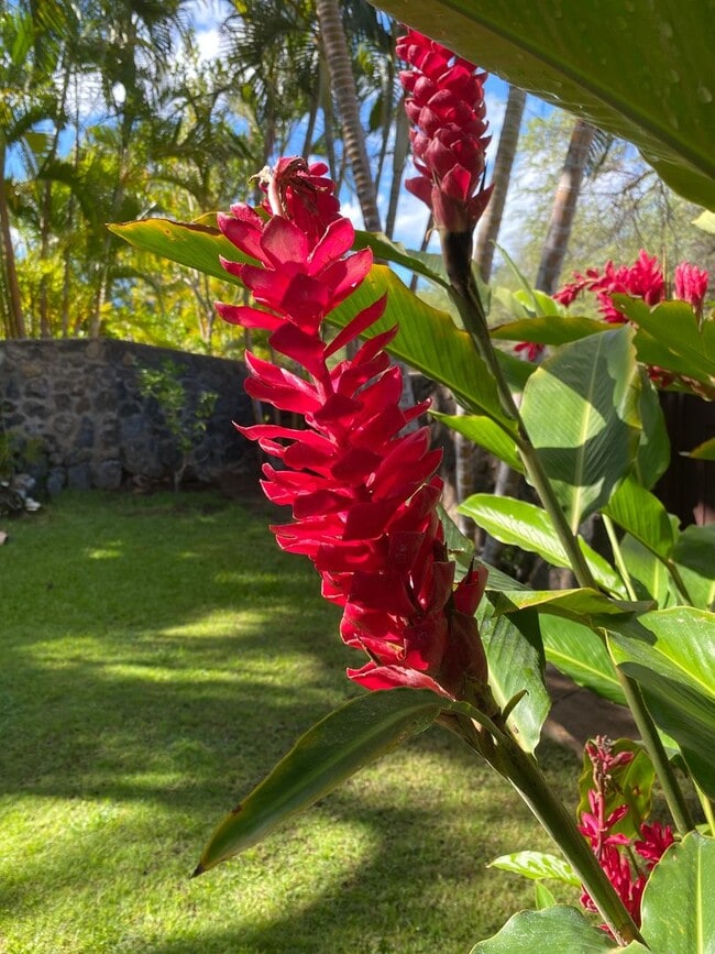 Photo - Tropical oasis