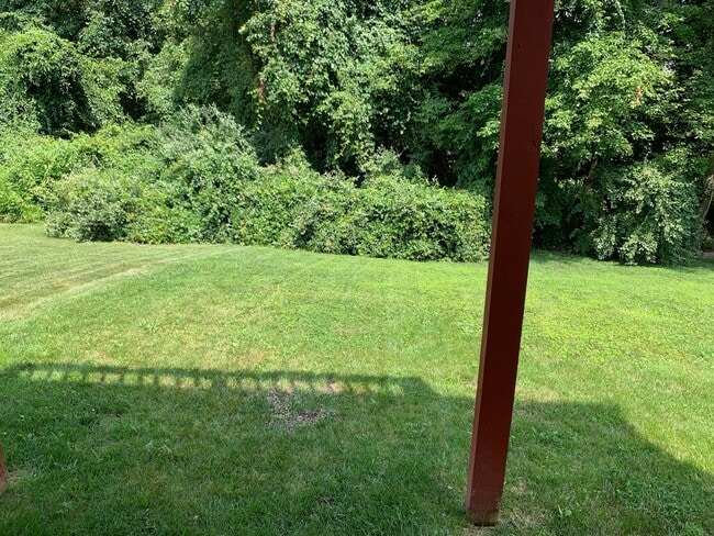 Backyard - 47 Wicklow Rd