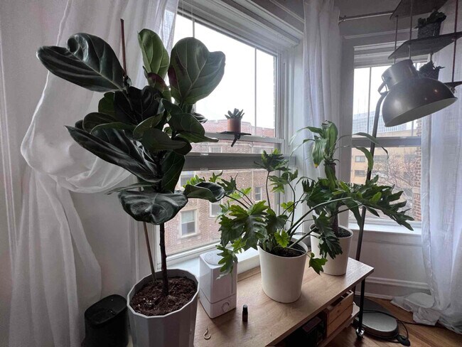 Photo - 541 W Addison St Unidad 3S