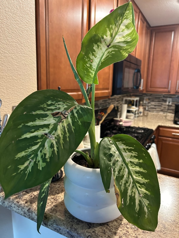 Photo - 3184 Mist Effect Ave