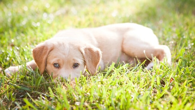 At The Courtyards, we believe in the power of pets, love, and home. Join us in our pet-friendly apartments in West Springfield where furry family members are cherished.