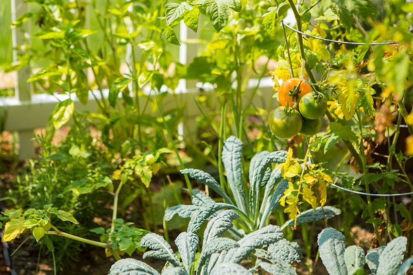 Community Garden - Manchester Flats