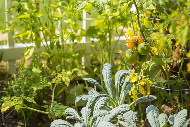 Community Garden