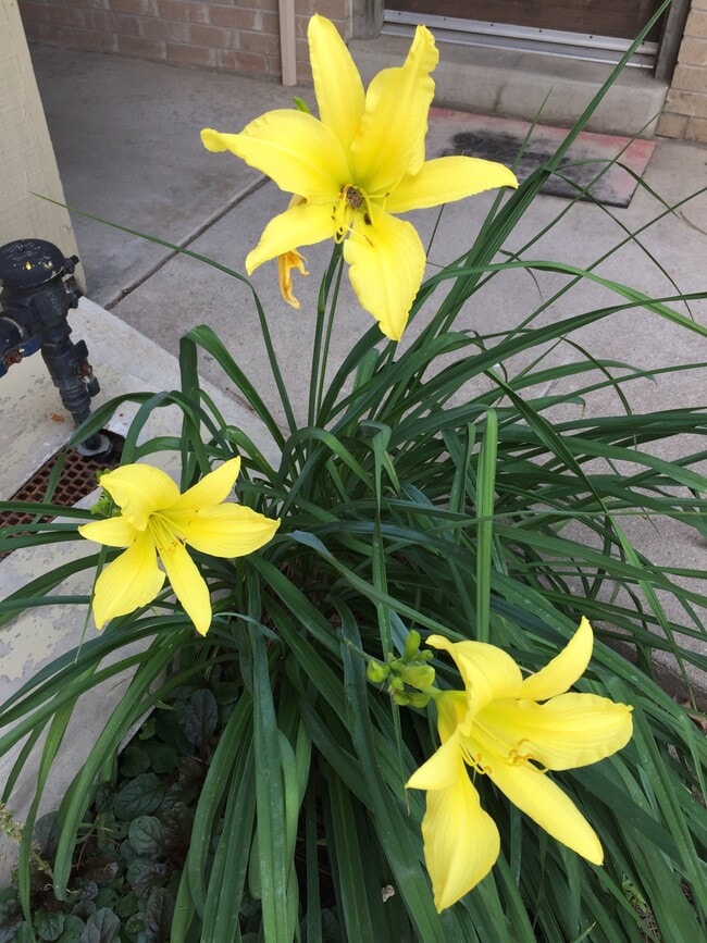 Lily (summer) - Ponderosa Apartments