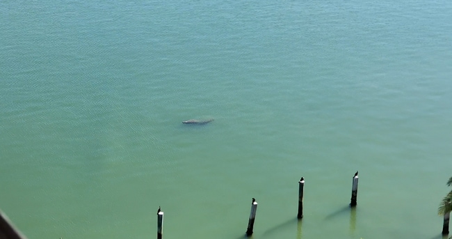 Manatee viewed from the balcony - 600 NE 36th St Unit 1020