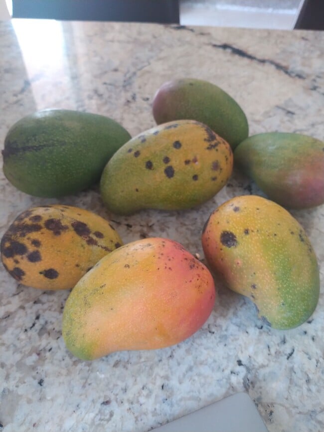 Photo - 4015 Banyan Trails Dr