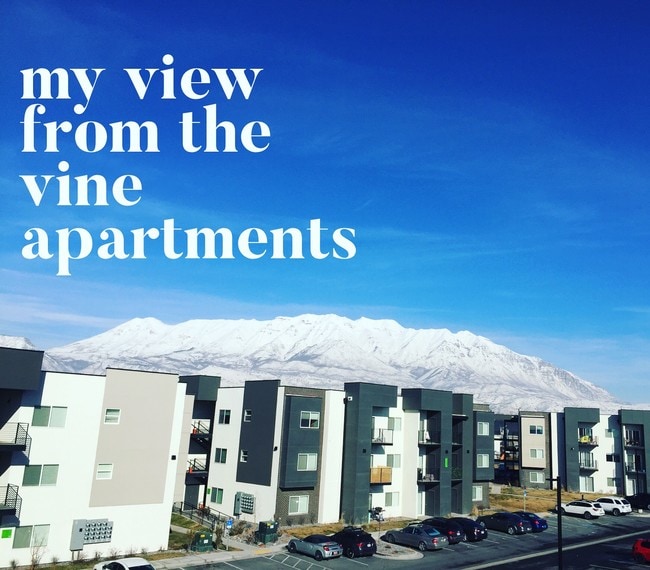 The Vine in Vineyard