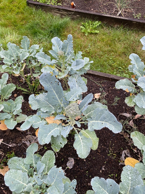 Photo - 5621 126th St SE