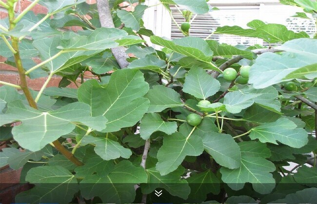 Photo - 11423 Wickersham Ln