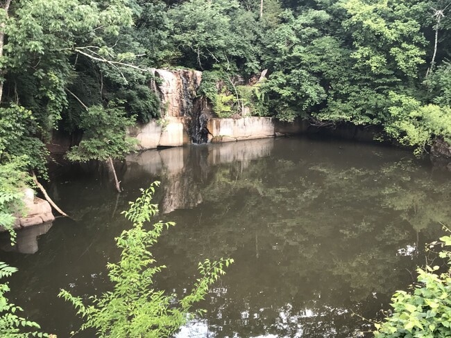 Goldelm at Cedar Bluff