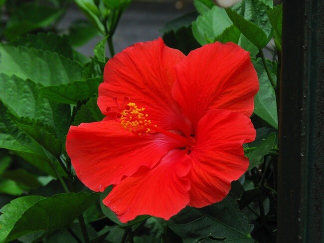 Mandarin Lanai